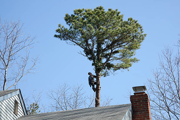 Tree and Shrub Care in Tatamy, PA